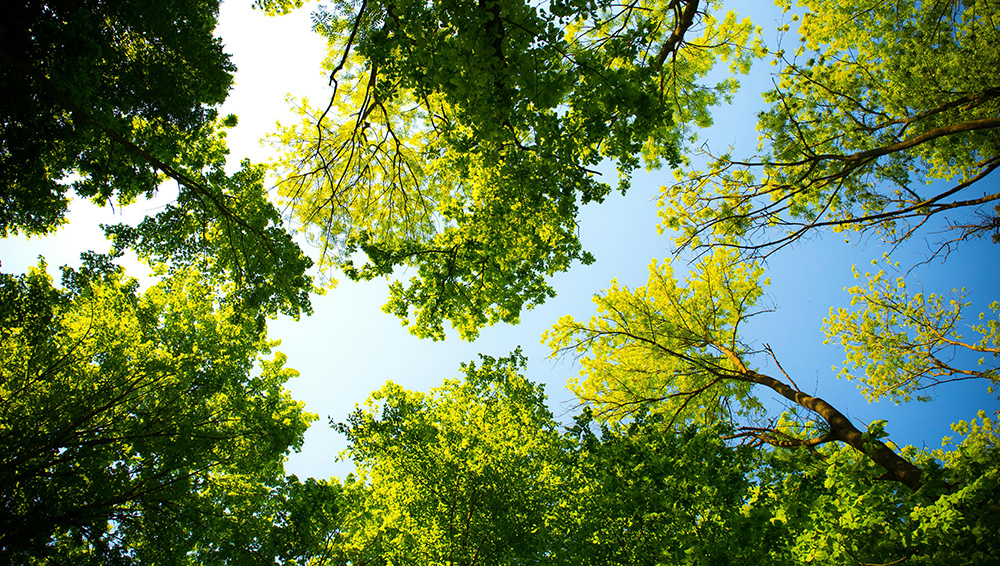 bomen trees